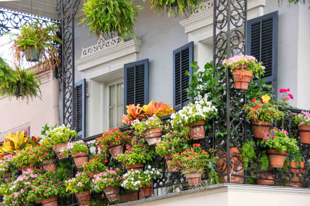 Piante e fiori