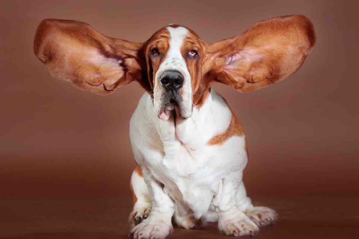Basset hound